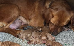 Labradoodle dogs for sale: Labradoodle  - Image 7