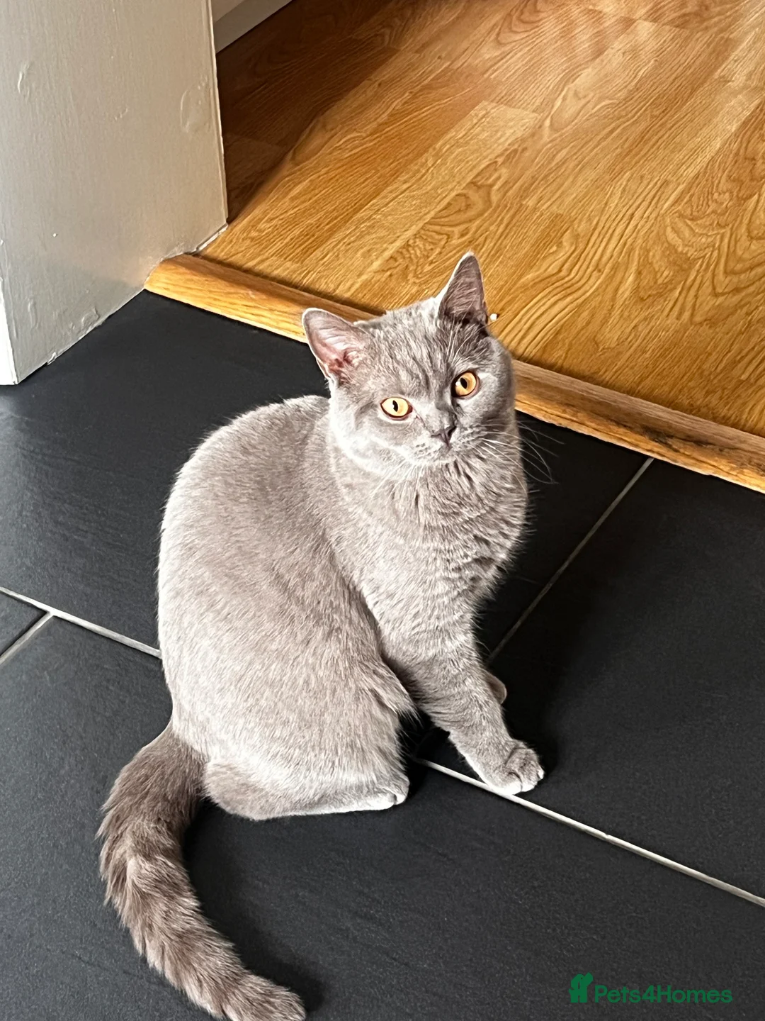 British Shorthair cats for sale: British Short hair - 2 males, 6 months - Advert 1