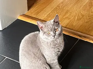 British Shorthair cats British Short hair - 2 males, 6 months - Advert 3