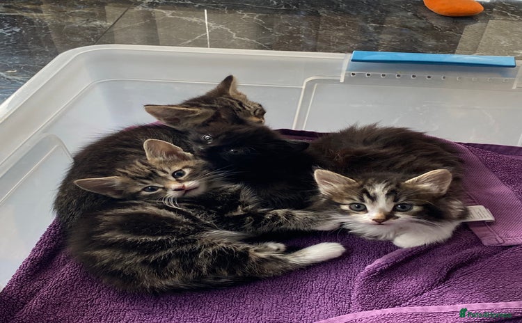 Mixed Breed cats - Advert 8