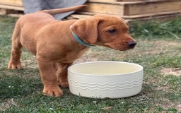 Labrador Retriever dogs for sale: KC REG RED FOX LABRADORS - ONLY 1 MALE LEFT  in Brockenhurst - Image 9