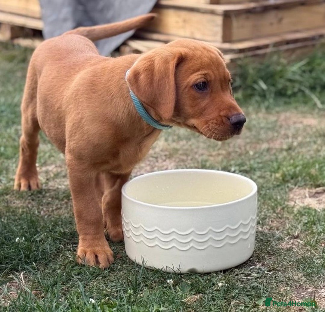 Labrador Retriever dogs for sale: KC REG RED FOX LABRADORS - ONLY 1 MALE LEFT  in Brockenhurst - Image 9