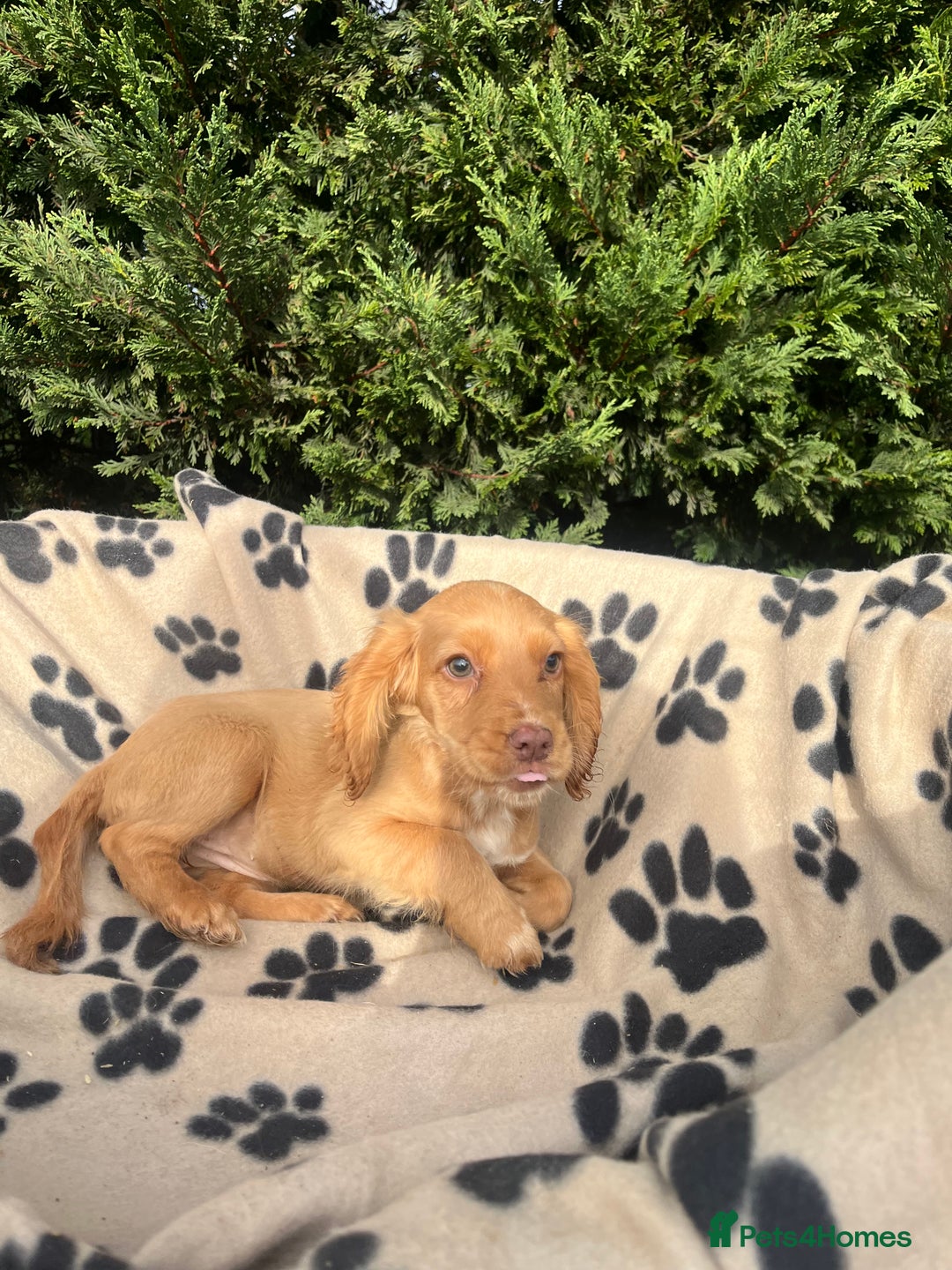Cocker Spaniel dogs for sale: 5 beautiful cocker spaniels  - Advert 8