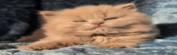 British Longhair cats for sale: TICA Registered British longhair kittens - Advert 32