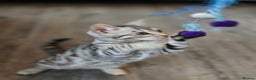 Bengal cats for sale:  Championship Bengal Kittens  - Advert 15