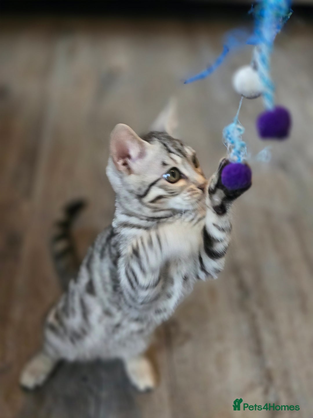 Bengal cats for sale:  Championship Bengal Kittens  - Advert 15