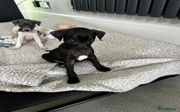 Italian Greyhound dogs for sale: Gorgeous iggy pups - Image 9