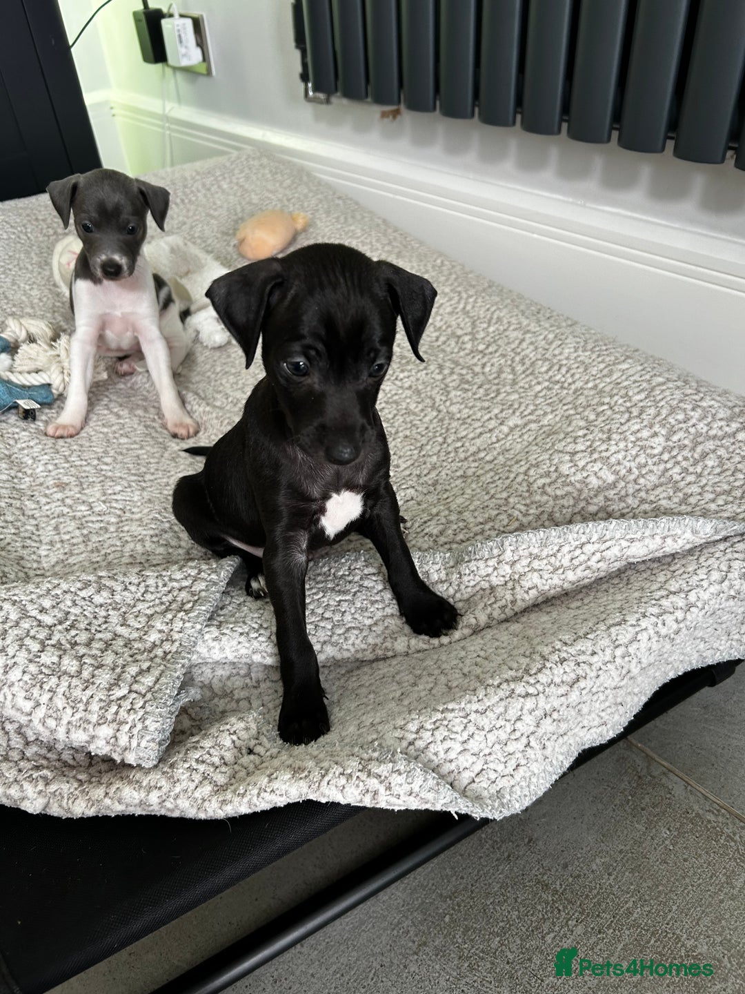 Italian Greyhound dogs for sale: Gorgeous iggy pups - Image 9
