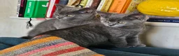 British Shorthair cats for sale: BSH kittens  - Advert 2