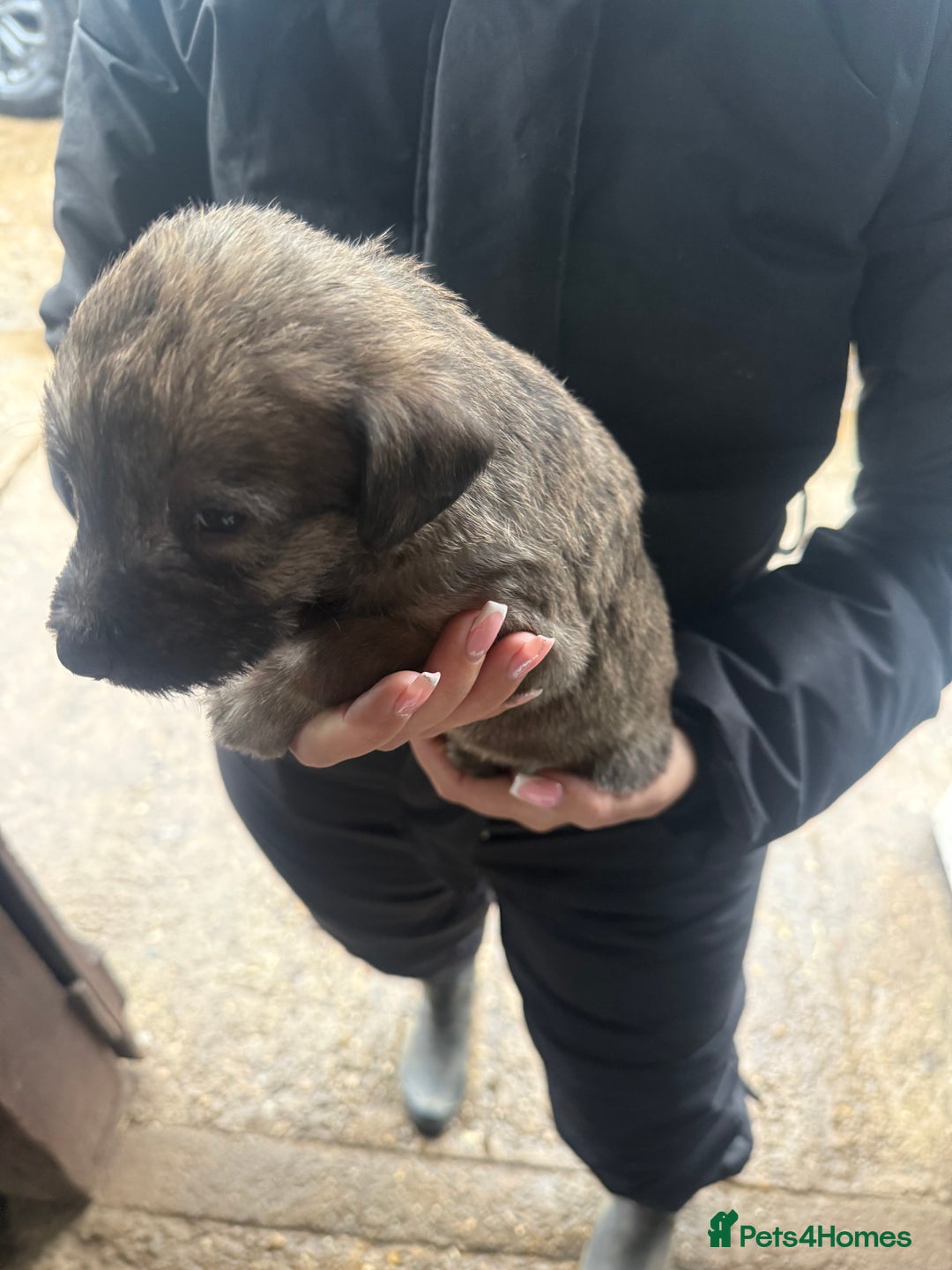 Whippet dogs for sale: Bedlington whippet puppies  - Advert 4