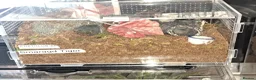 Tarantulas invertebrates for sale: Collection of tarantulas & equipment for new home  - Advert 6