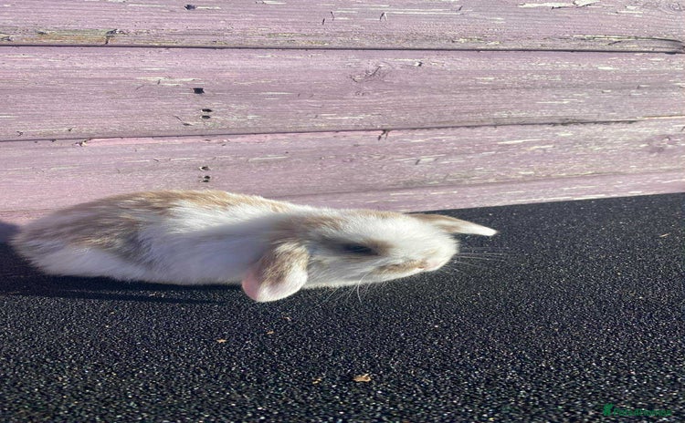 Mini Lop rabbits - Advert 18