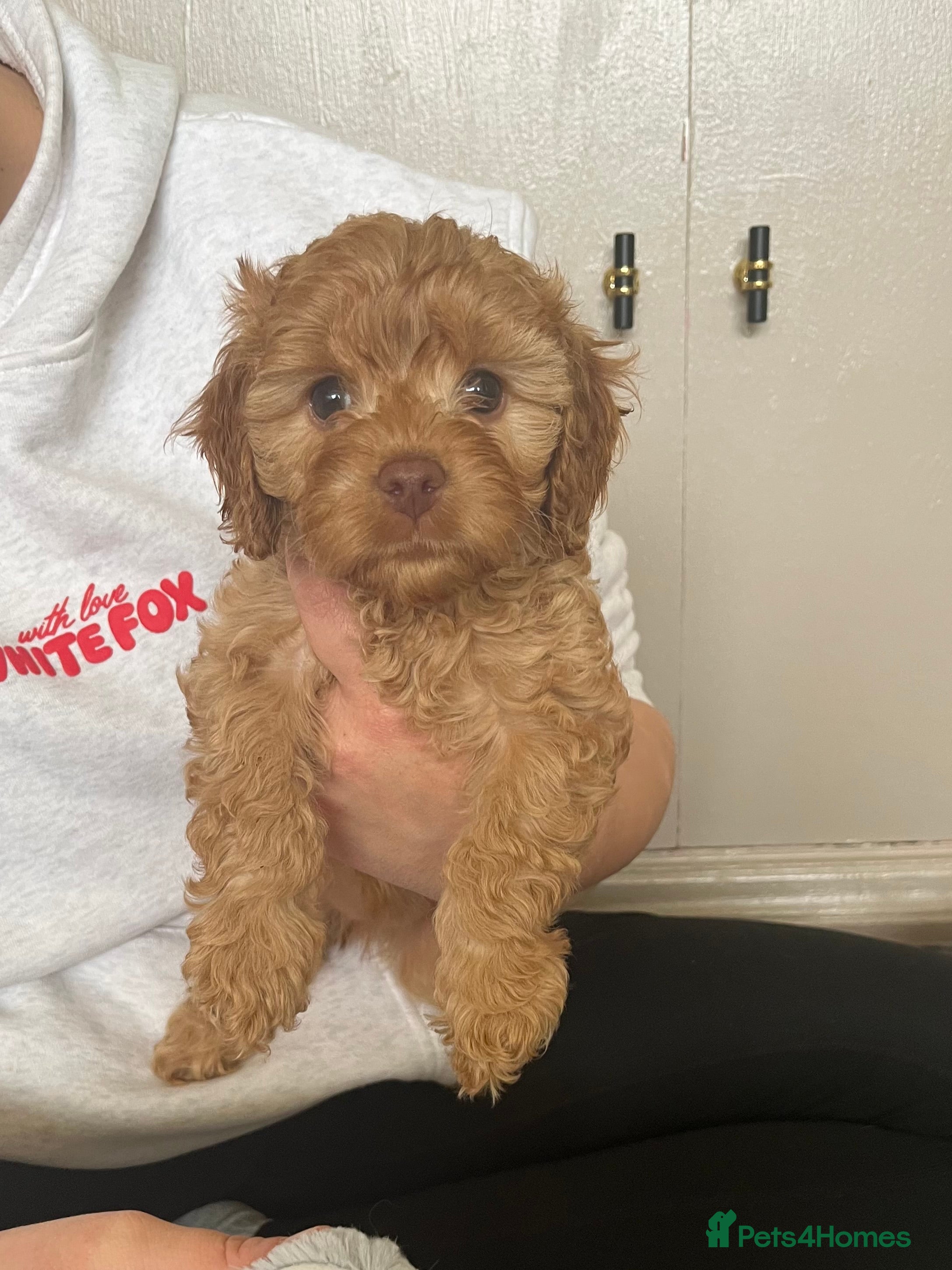 Cavapoo dogs Absolutely gorgeous cavapoo puppies available 🐾 - Advert 3