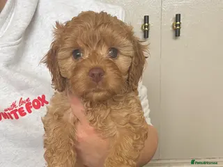 Cavapoo dogs Absolutely gorgeous cavapoo puppies available 🐾 - Advert 3