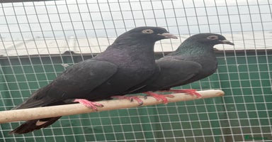 Pigeons birds - Advert 2