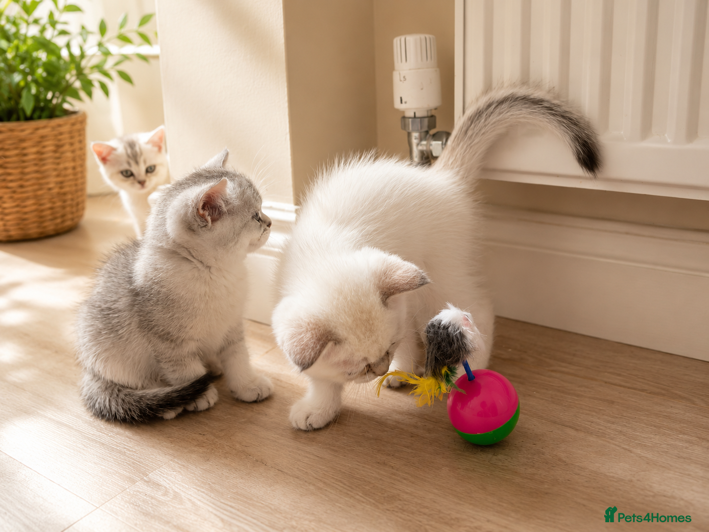 British Shorthair cats BSH GCCF , silver chinchilla & colour point Boys - Advert 9