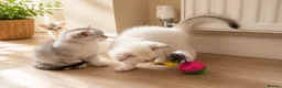 British Shorthair cats for sale: BSH GCCF , silver chinchilla & colour point Boys - Advert 11