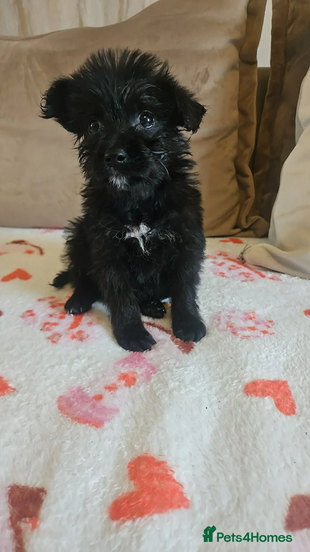 Cockapoo dogs for sale: 2 beautiful cockapoo’s in Willenhall - Advert 5