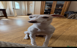 Whippet dogs for sale: Blue whippet pups for sale  - Image 3