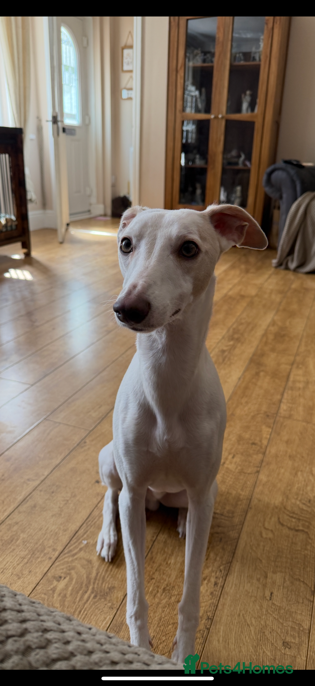 Whippet dogs for sale: Blue whippet pups for sale  - Image 3