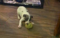 Whippet dogs for sale: Beautiful KC Whippet puppies  - Image 11