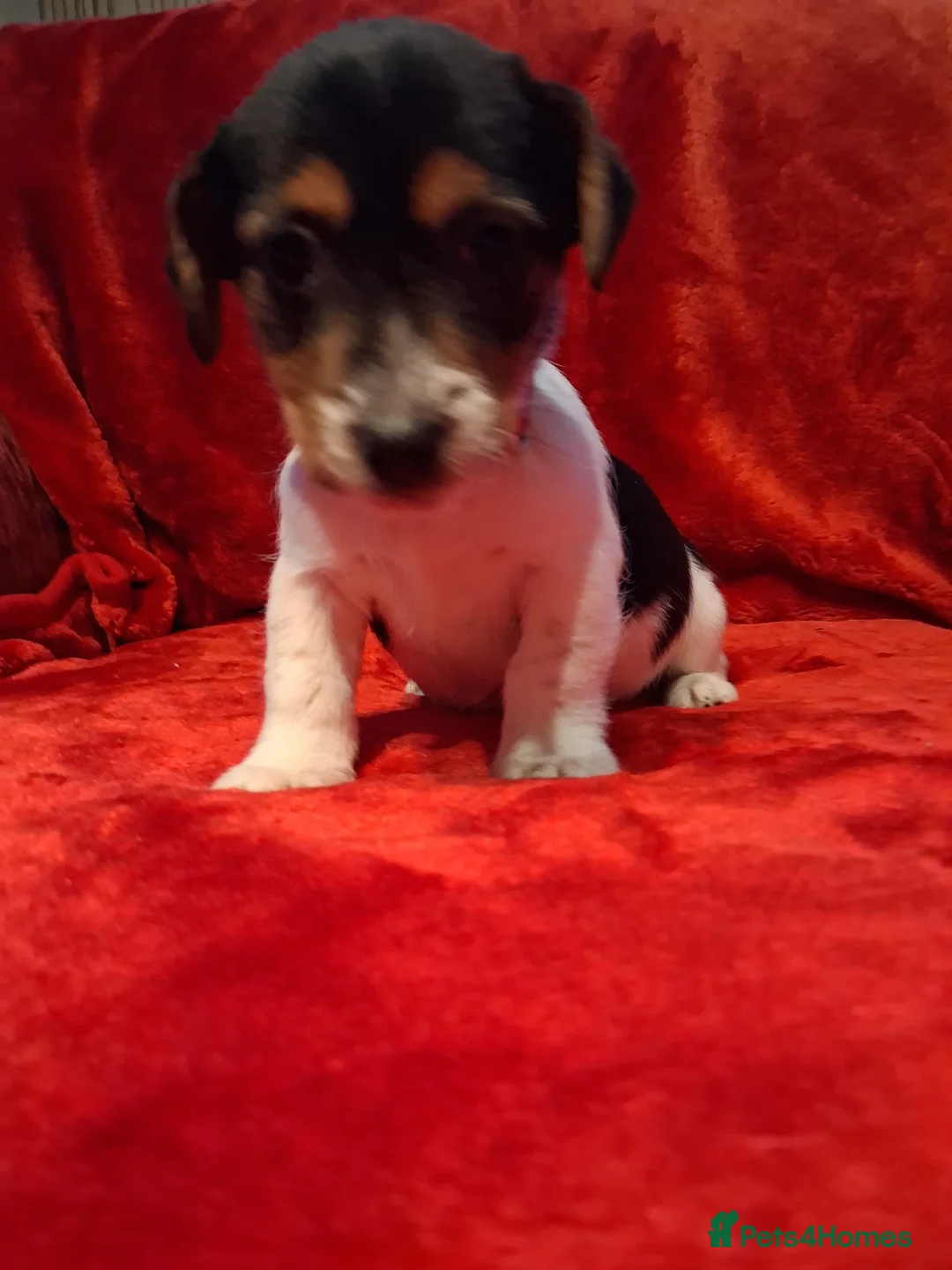 Jack Russell dogs for sale: Jack russel puppies  - Advert 11