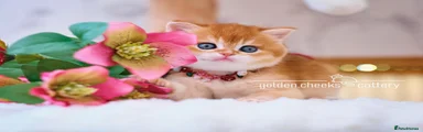 British Shorthair Golden Shaded