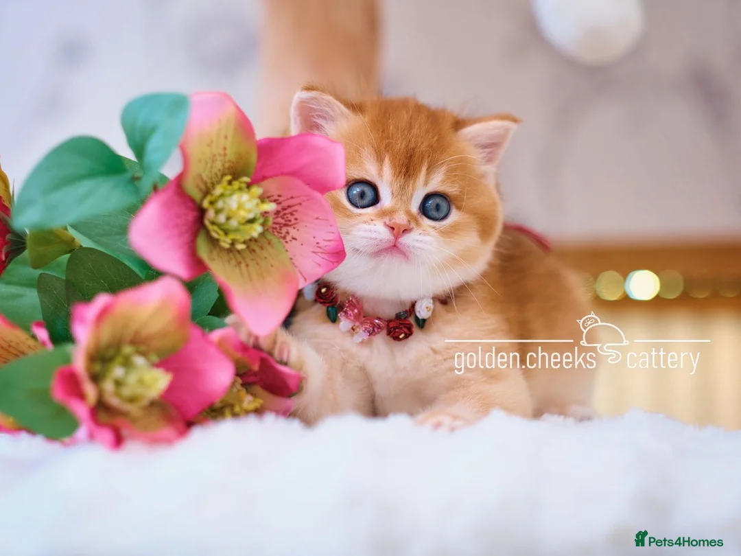 British Shorthair cats for sale: British Shorthairs - Raised with Love and Care ❤️ - Advert 16