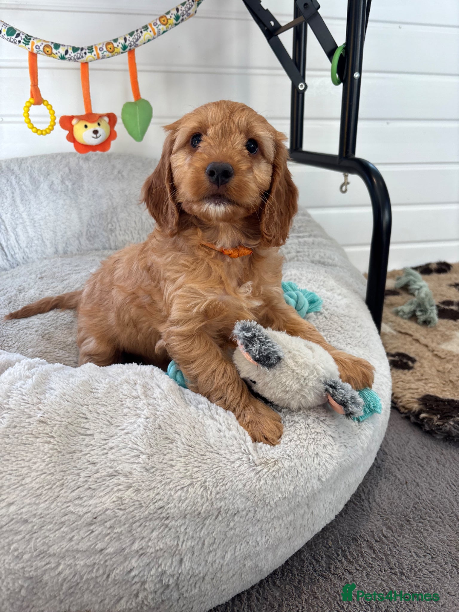 Cockapoo dogs *Hereditary clear Cockapoo Puppies 💜🐶* - Advert 6
