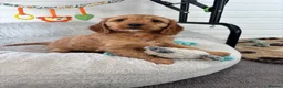 Cockapoo dogs for sale: *Hereditary clear Cockapoo Puppies 💜🐶* - Advert 2