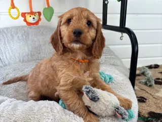 Cockapoo dogs *Hereditary clear Cockapoo Puppies 💜🐶* - Advert 6