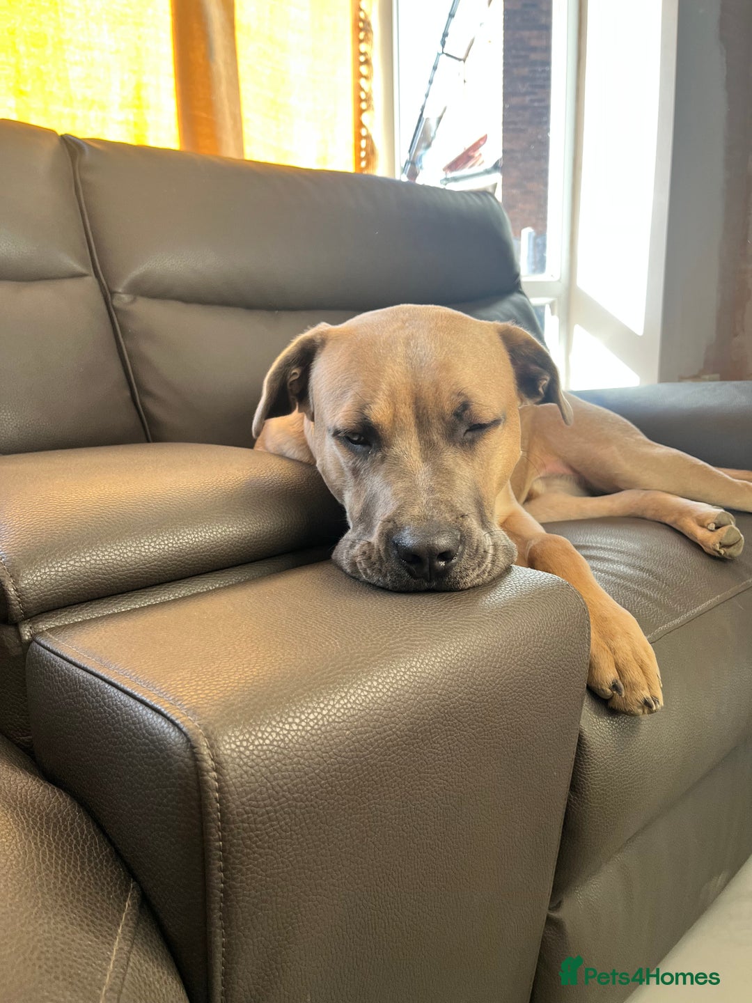 Cane Corso dogs for sale: 8 MONTH OLD CANE CORSO!  - Advert 2