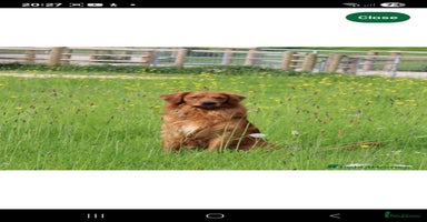 Golden Retriever dogs - Advert 7