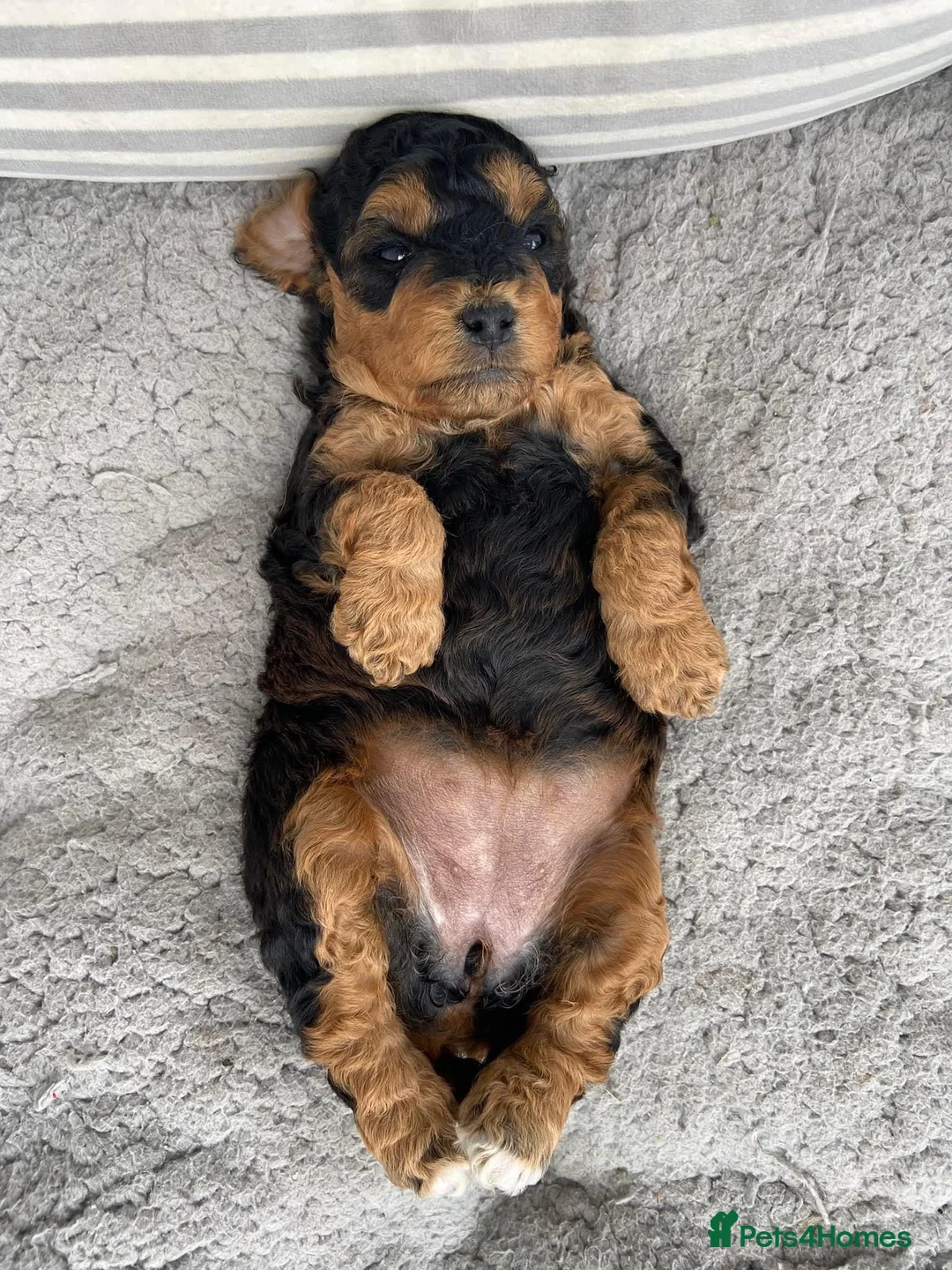 Cockapoo dogs for stud: Cockapoo for stud not for sale  in Taunton - Advert 4