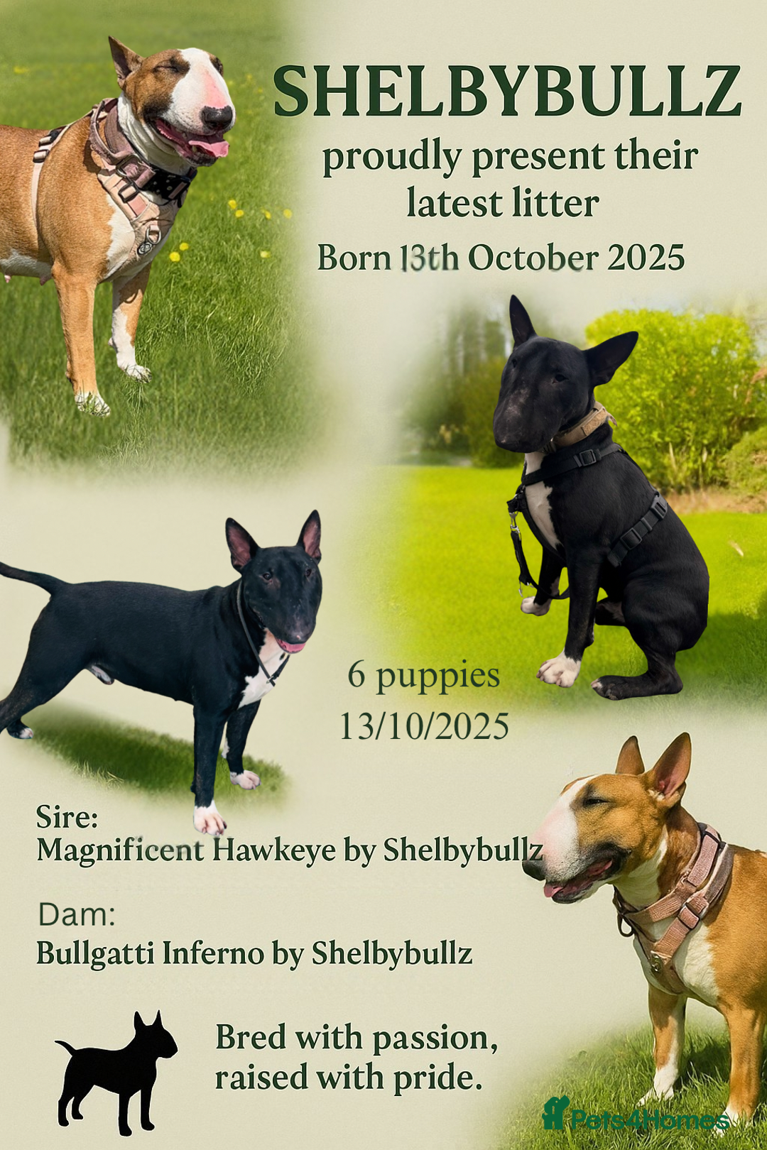 Bull Terrier dogs for sale: Stunning bull terrier pups - Image 16