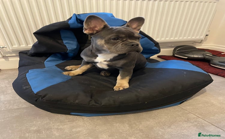 French Bulldog dogs - Advert 1