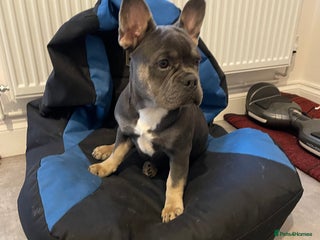 French Bulldog dogs - Advert 1