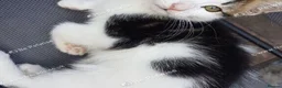 Mixed Breed cats for sale: Beautiful male kitten – ready for a new home. - Advert 5
