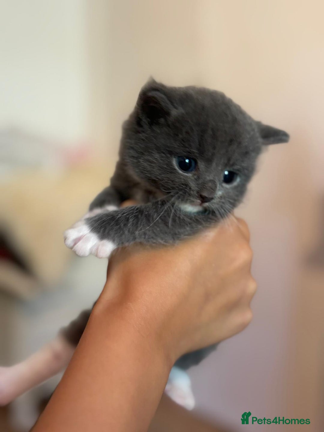 British Shorthair cats for sale: British shorthair x - Image 1