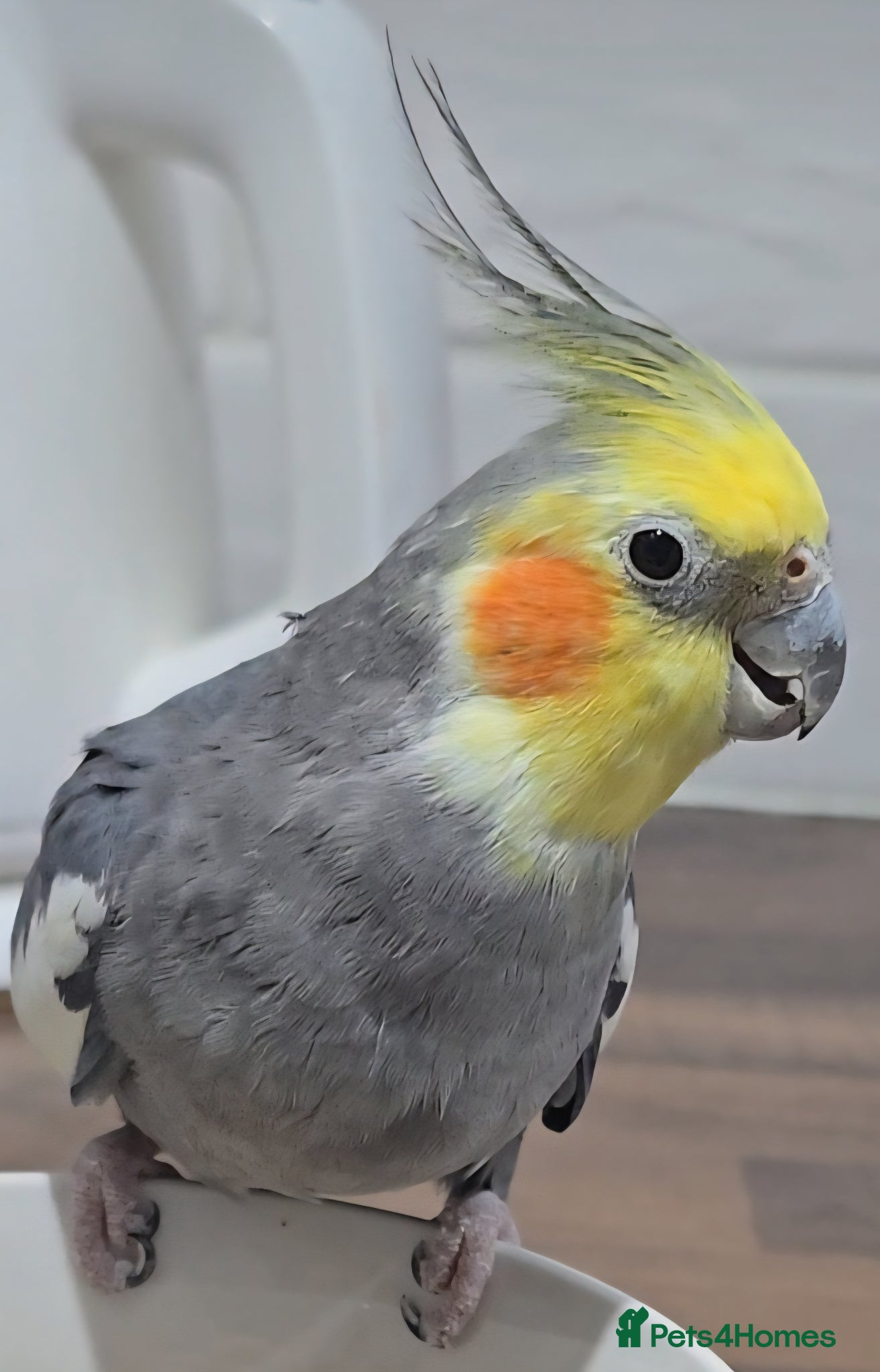 Cockatiels birds Baby cockatiel 🐣 - Advert 2