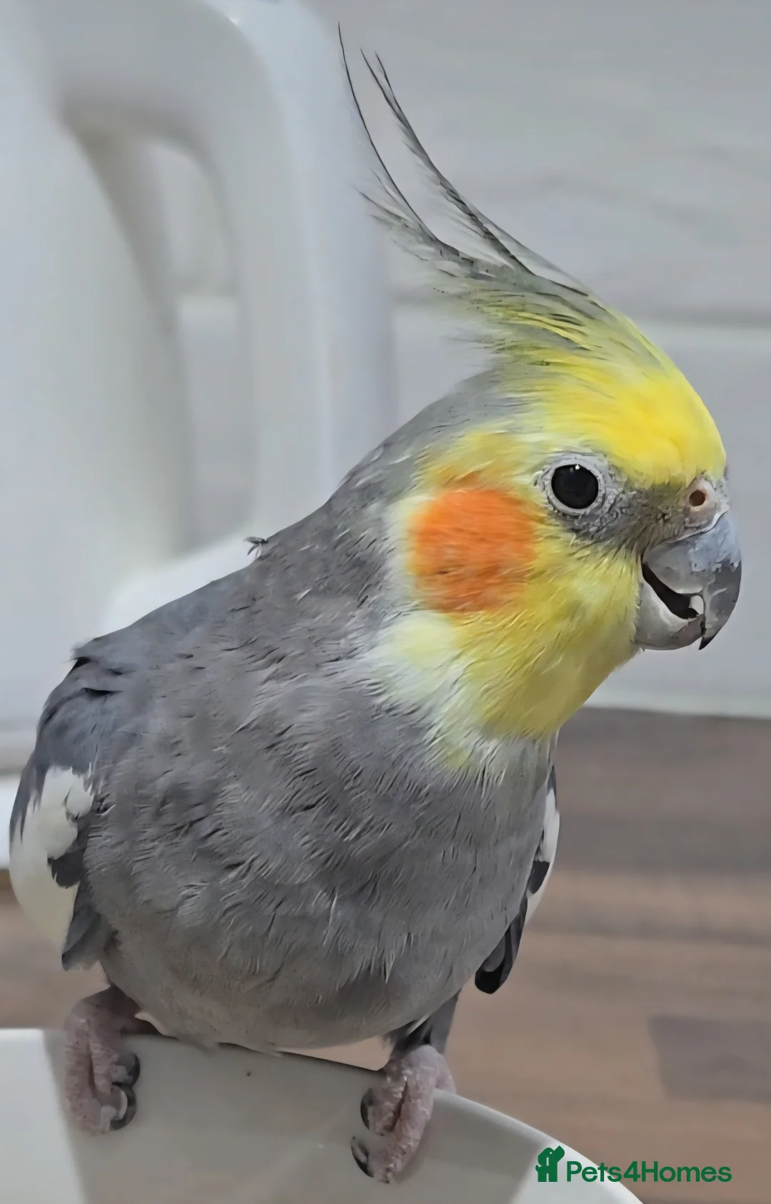 Cockatiels birds for sale: Baby cockatiel 🐣 in Gosport - Advert 2