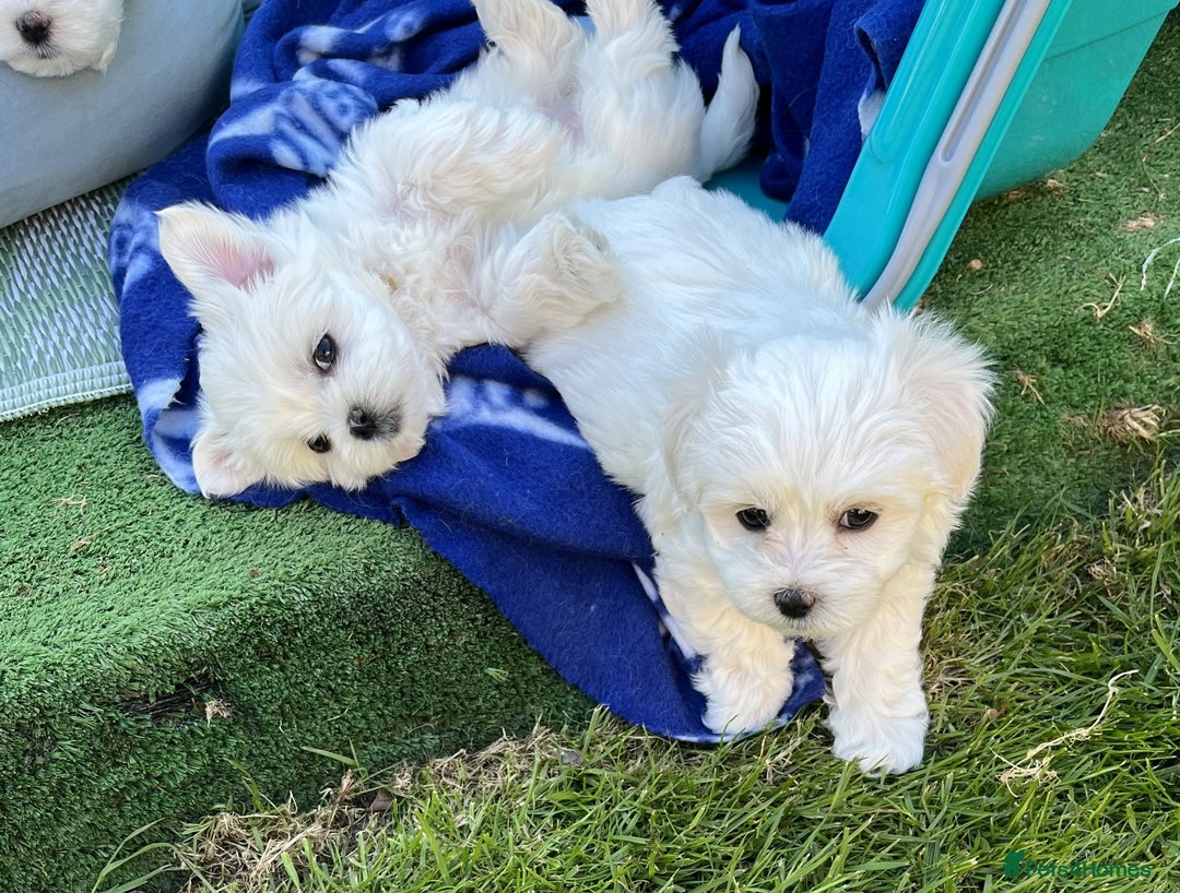 Maltese dogs for sale: MALTESE PUPPIES - Image 4
