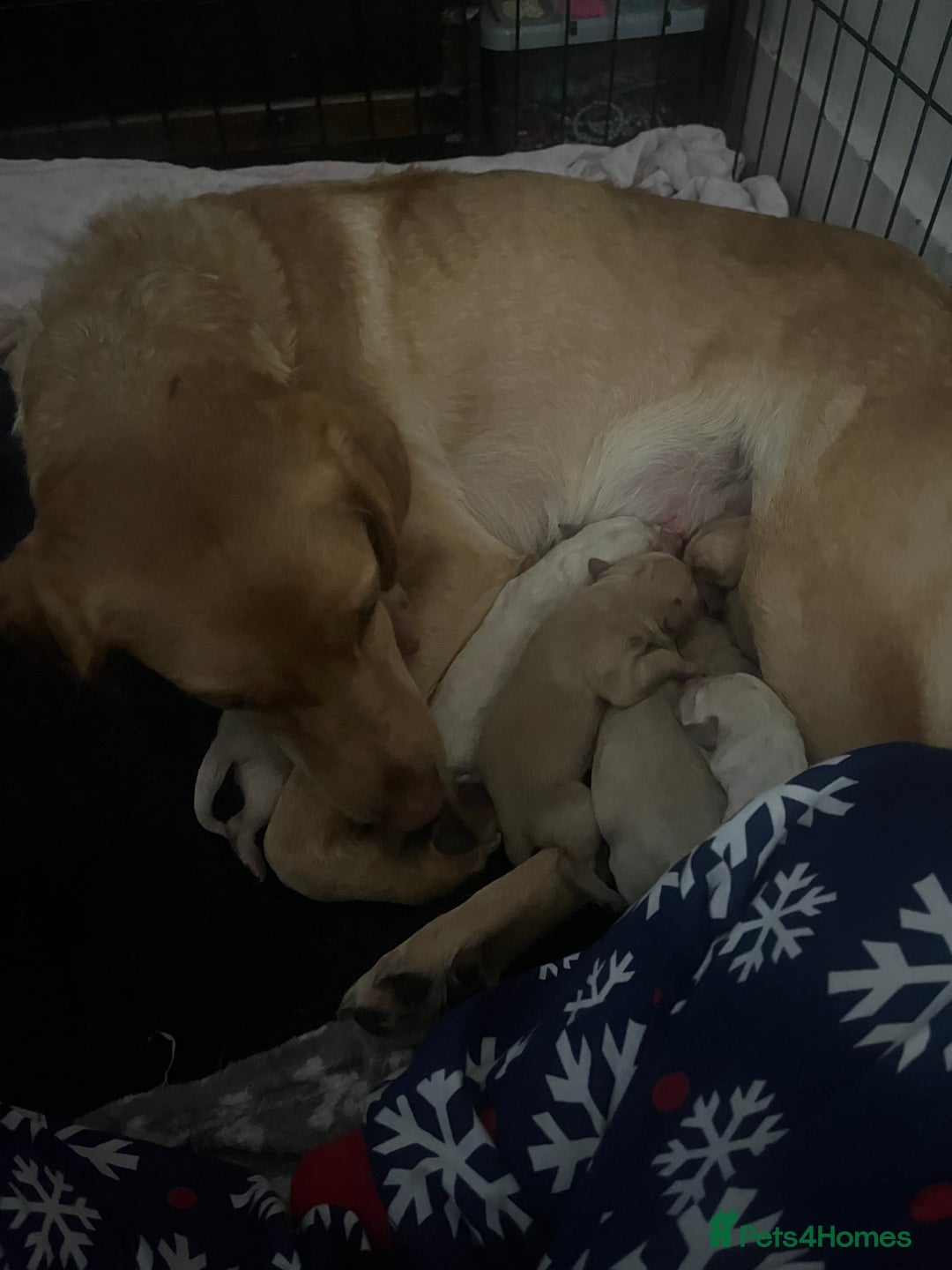 Labrador Retriever dogs for sale: Adorable Labrador puppies  - Advert 4