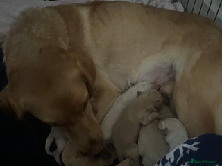 Labrador Retriever dogs Adorable Labrador puppies - Advert 1