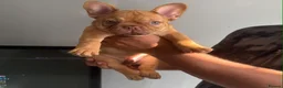 French Bulldog dogs for sale: RARE FRENCH BULLDOGS/FLUFFY CARRIERS ⭐️⭐️⭐️⭐️⭐️ - Advert 4