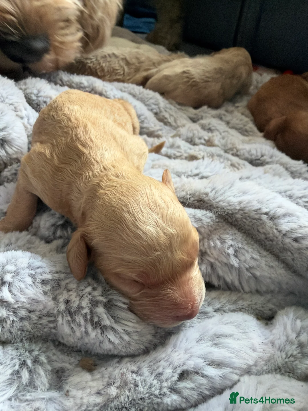Cavapoo dogs for sale: 6 Cavapoo Puppies - Advert 12