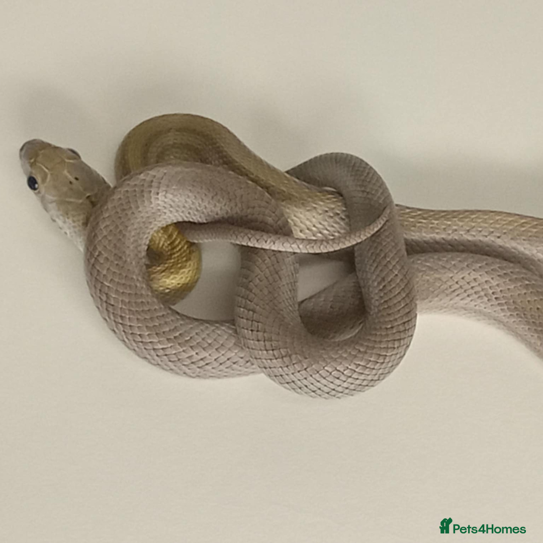 Corn Snake reptiles for sale: Corn Snakes Available UKCB25 - Advert 11