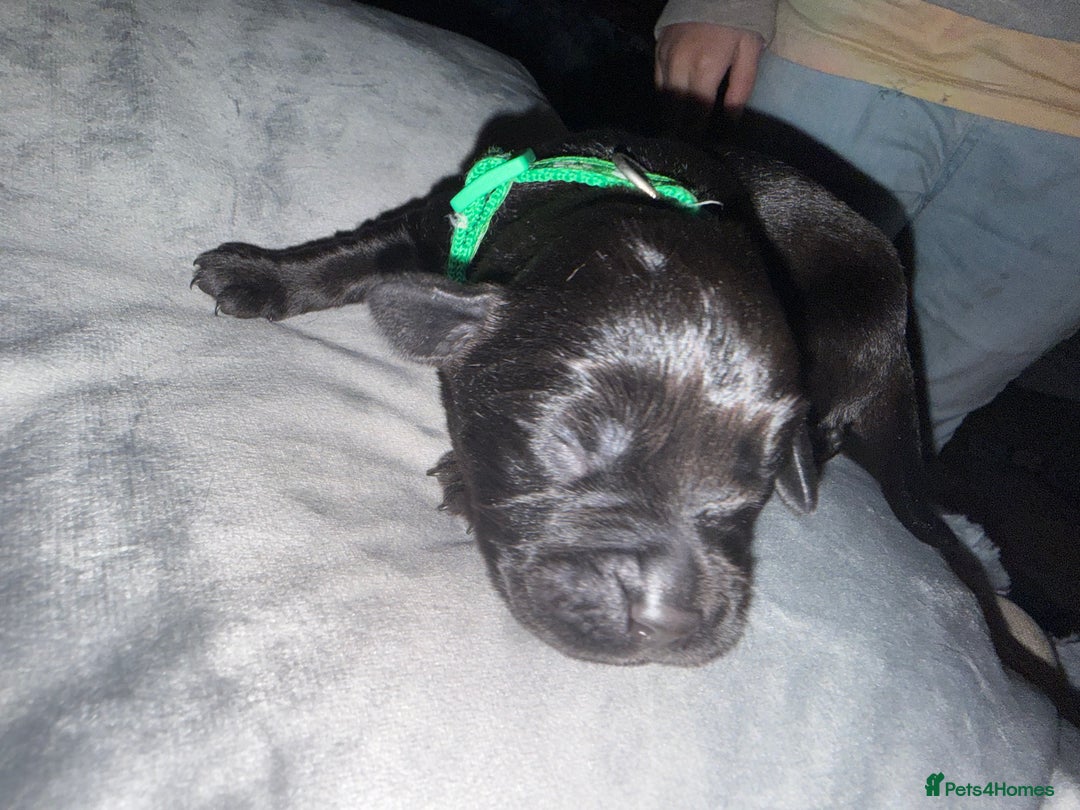 Labrador Retriever dogs for sale: Labrador X Boxerdore puppies  - Advert 22