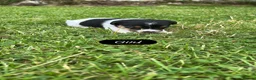 Jack Russell dogs for sale: Traditional Jack Russells - Advert 10