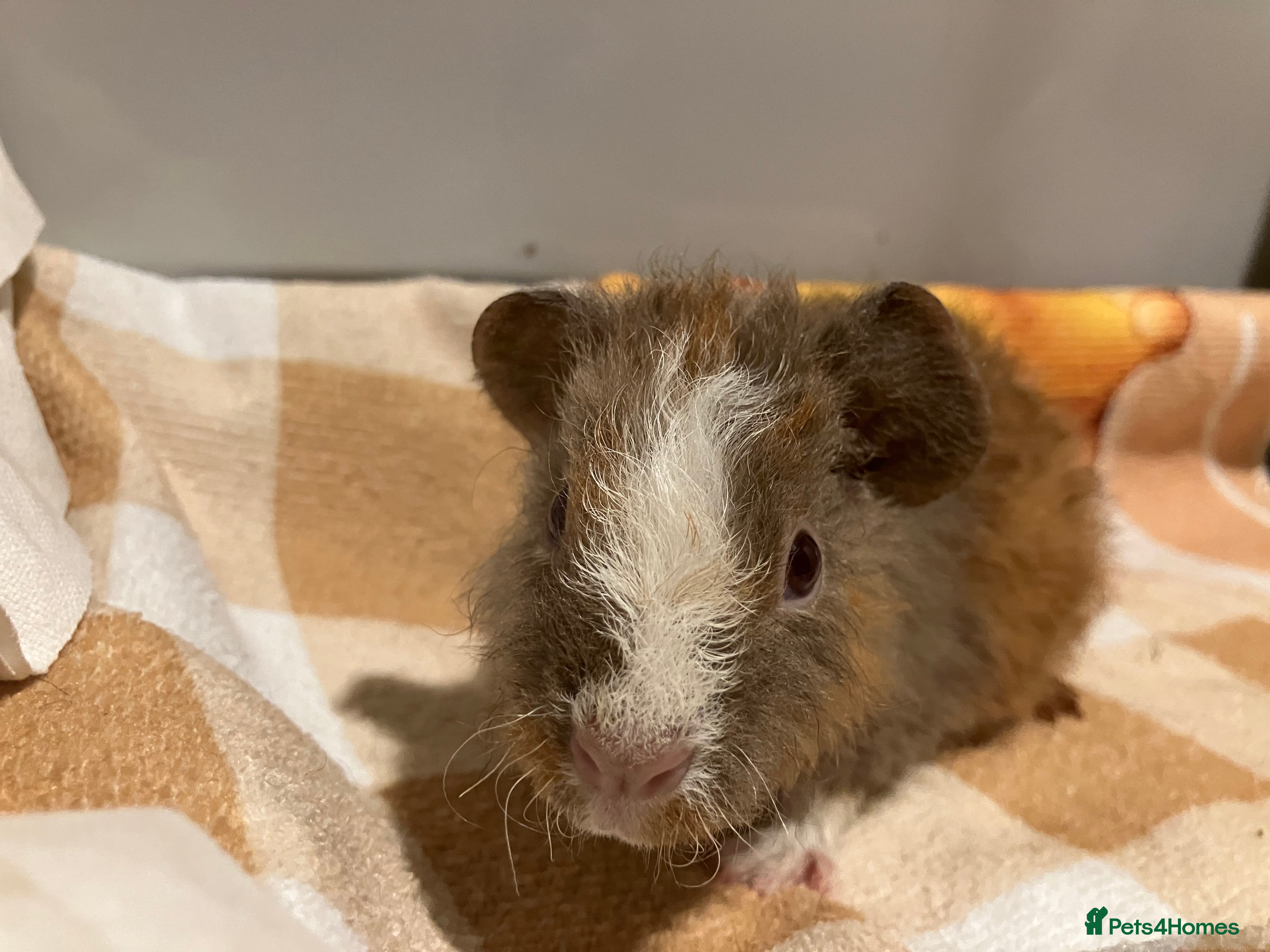 Guinea Pig rodents Gorgeous teddy girls - Advert 11